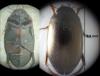 Ilybius sp.